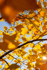 a tulip tree with yellowed foliage during leaf fall