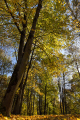 trees during the fall of yellowed foliage in the park