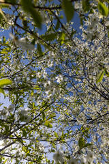 sunny weather in an orchard with cherries