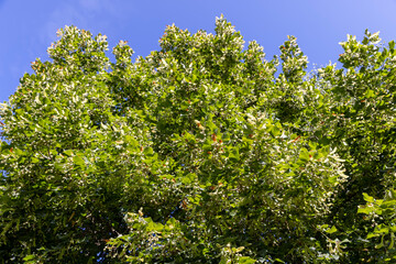 a linden tree with fruits in the autumn season