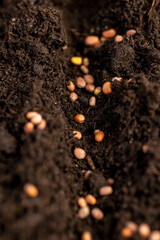 seeds of the same radish variety sown in fertile soil