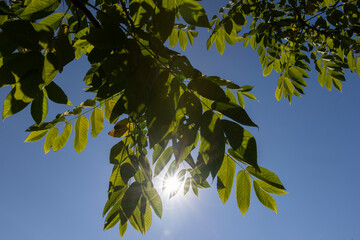 the green foliage of the walnut tree in the summer