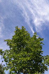 foliage changing color to yellow tulip tree in autumn