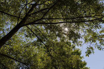 Fototapeta premium the beautiful foliage of the silver willow in sunny weather
