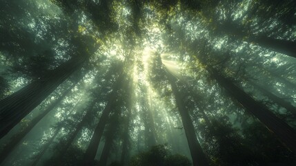 Obraz premium Towering redwood trees, upward view, sunlight through canopy. Ancient forest with converging trunks, dramatic vertical composition, dappled light, rich bark textures, misty atmosphere.