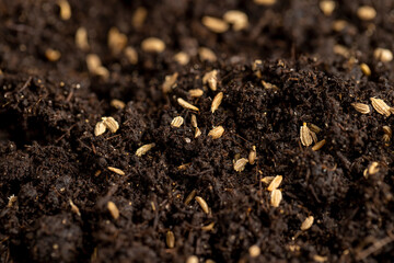 seeds of one carrot variety sown in fertile soil