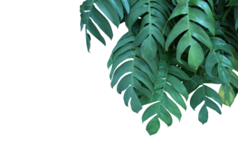 Monstera pinnatipartita tree (Siam Monstera) tropical large green leaves that hollow veins. On summer season, water drops . PNG file, frame, border, transparent, copy space, isolated white background.