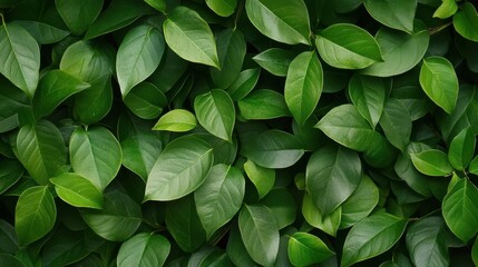 Nature green background, tropical leaf banner or floral forest concept. Herb wall, Plant wall, Natural green wallpaper and background. Nature wall.