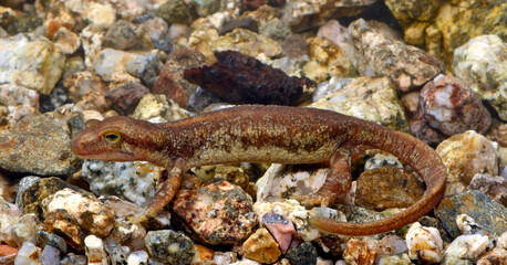 Korsischer Gebirgsmolch - Weibchen // Euprocte corse - Femelle // Corsican brook salamander - female (Euproctus montanus) - Korsika, Frankreich