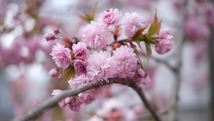 pink cherry blossom