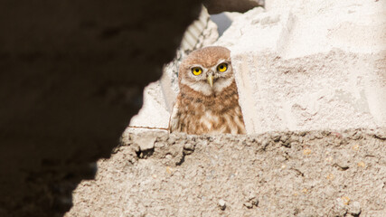 great horned owl