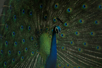 Obraz premium Elegant Peacock Displaying Its Magnificent Feathers. Peacock dancing in the rain