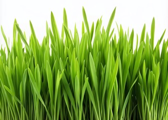 Lush Spring Grass Silhouette, Isolated White Background, Natural Resource, High-Resolution Image