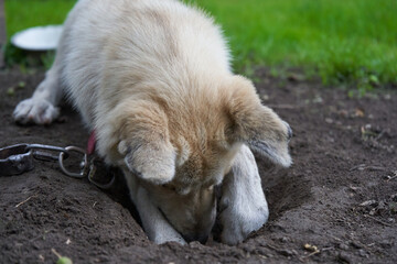 white dog digs a hole, dog on a leash digs a hole in the ground, dog digs black earth to sit on the cold ground in hot weather