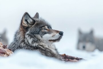 Naklejka premium Majestic blue wildebeest with distinctive curved horns roam freely in the arid, sun-baked landscape of Etosha National Park, Namibia.. Beautiful simple AI generated image