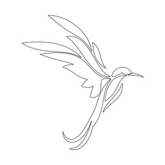 Fototapeta premium Stylize Humming Bird Line Drawing Illustration.Humming Bird With Stylize Feather Lineart Handrawing