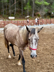 Fototapeta premium horse on farm nature forest