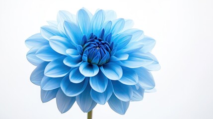 Obraz premium Beautiful Blue Flower with Stunning Petals and Delicate Details Against a Clean White Background Perfect for Nature and Floral Themed Projects