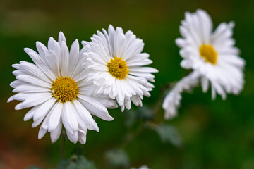 Beautiful white daisies blooming in a lush green environment during springtime