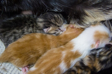 Newborn kittens sleeping in the mother's arms. Selective focus.