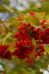 Red berries of viburnum on a branch in the autumn garden