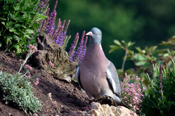Ringeltaube ( Columba palumbus ).