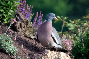 Ringeltaube ( Columba palumbus ).