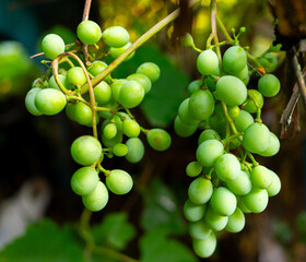 Green grapes growing on vines in a vineyard during the summer season