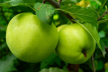 Green apples hanging from a tree branch in a lush garden setting