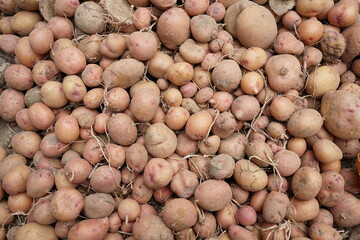 Harvested potatoes collected from a farm during the autumn season in rural area