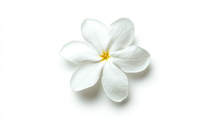 Fototapeta premium Elegant White Flower with Delicate Petals and Bright Yellow Center Isolated on Soft Background for Natural Beauty and Floral Designs
