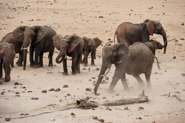 herd of elephants