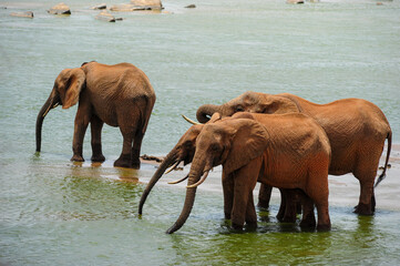 Naklejka premium elephants in the water