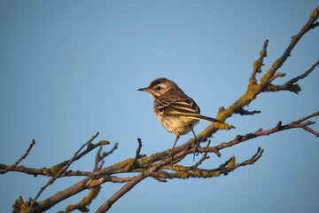 Schafstelze ( Motacilla flava ).