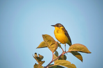 Schafstelze ( Motacilla flava ).
