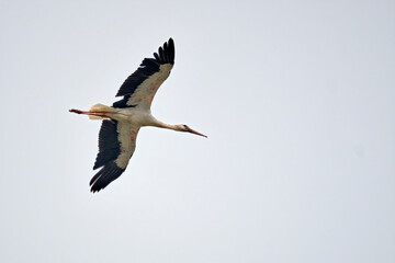Weißstorch ( Ciconia ciconia ).