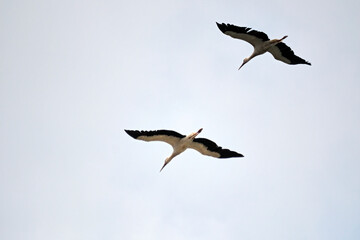 Weißstörche ( Ciconia ciconia ).