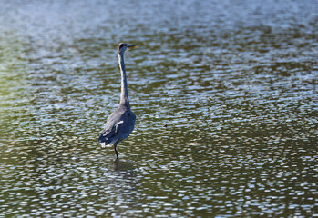 grey heron in the lake, Grey heron in shallow water,  sunshine and reflection on the lake, wave structure, wave pattern