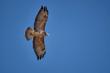 Mäusebussard ( Buteo buteo ).