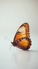 Obraz premium A butterfly is laying on a white surface. It is orange and black. The butterfly is not moving
