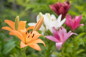 花のボケをバックに橙色のスカシユリの花