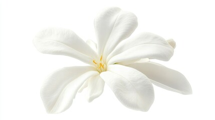 Delicate White Flower with Elegant Petals and Yellow Stamen Isolated on a Pure White Background Perfect for Nature and Floral Themes in Creative Projects