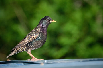 Star ( Sturnus vulgaris ).