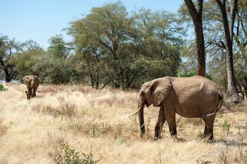 elephants in the savannah