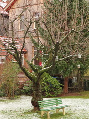 tree and bench in the park in the winter