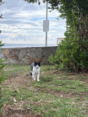 street cat embankment park