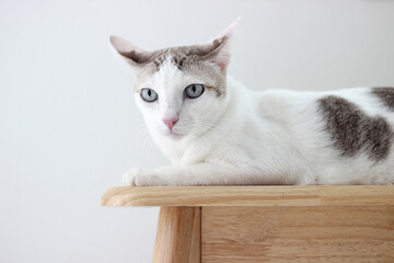 The cat crouch on the wooden bench in white wall home