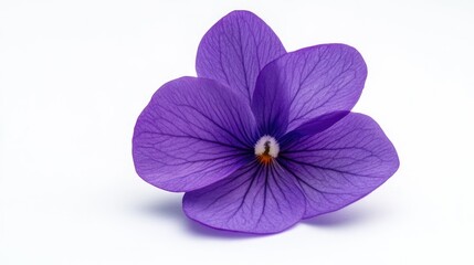 Obraz premium Elegant Single Purple Flower with Delicate Petals Against a Clean White Background Showcasing Its Natural Beauty and Intricate Veins in Full Detail