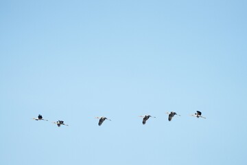 Pictures of birds living in nature