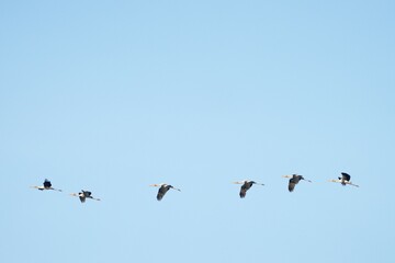 Pictures of birds living in nature